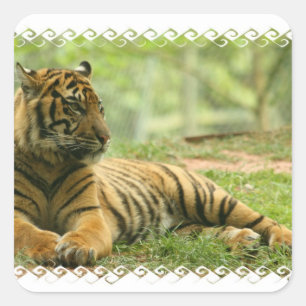 Etiqueta de descanso do tigre