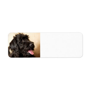 Etiqueta de Endereço de Devolução do Labradoodl