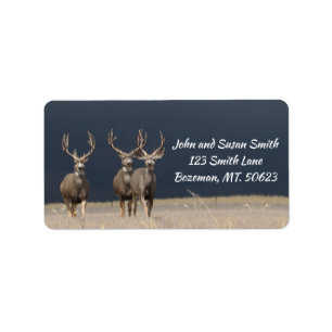 Etiqueta De Endereço De Três Mule Deer Bucks