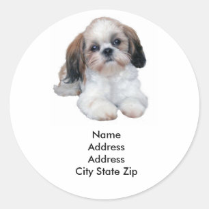 Etiqueta de Endereço Shih Tzu