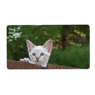 Etiqueta de Entrega de Gato de Savana Branco