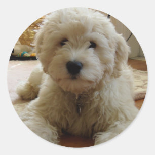 Etiqueta de Goldendoodle