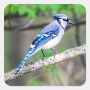 Etiqueta de Jay azul