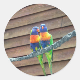 Etiqueta de Lorikeets do arco-íris