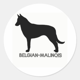 Etiqueta de Malinois do belga