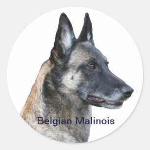 Etiqueta de Malinois do belga