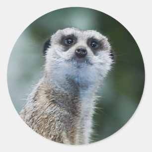 Etiqueta de Meerkat