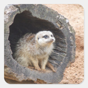 Etiqueta de Meerkat - quadrado
