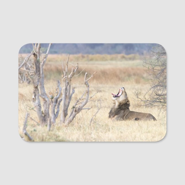 Etiqueta De Nome Leão de bocejo (Frente)