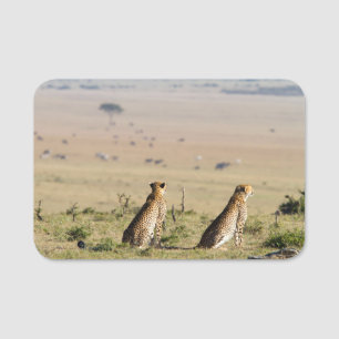 Etiqueta De Nome Two cheetahs on the look out