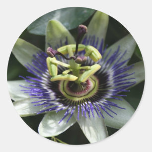 Etiqueta de Passiflora Fleur de la Paixão Redondo