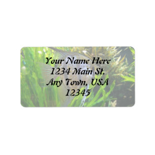 Etiqueta de Peixe Anjo