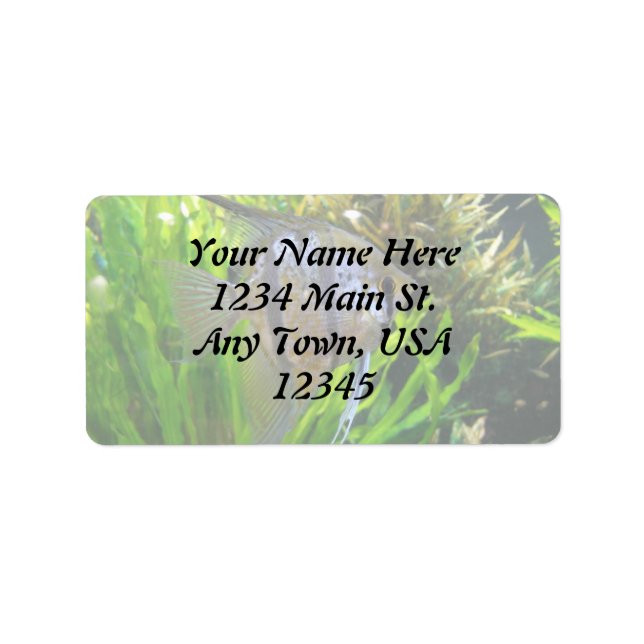 Etiqueta de Peixe Anjo (Frente)