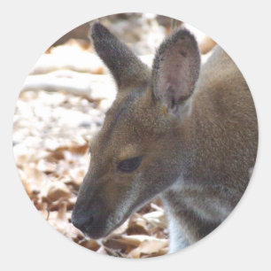 Etiqueta de pescoço encarnado do Wallaby