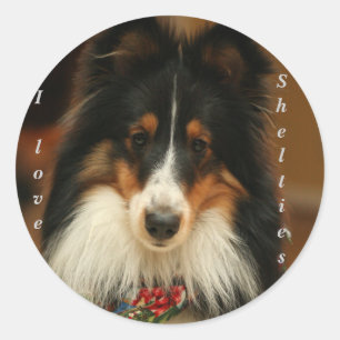 Etiqueta de Sheltie