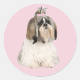 Etiqueta de Shih Tzu