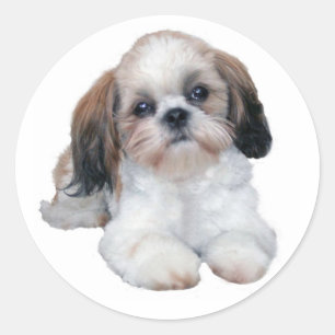 Etiqueta de Shih Tzu