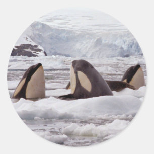 Etiqueta de Spyhopping das orcas