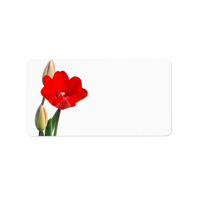 Etiqueta de Tulip (Frente)