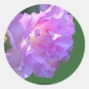 Etiqueta de Vinheta de Fotografia da Flor Azalea r