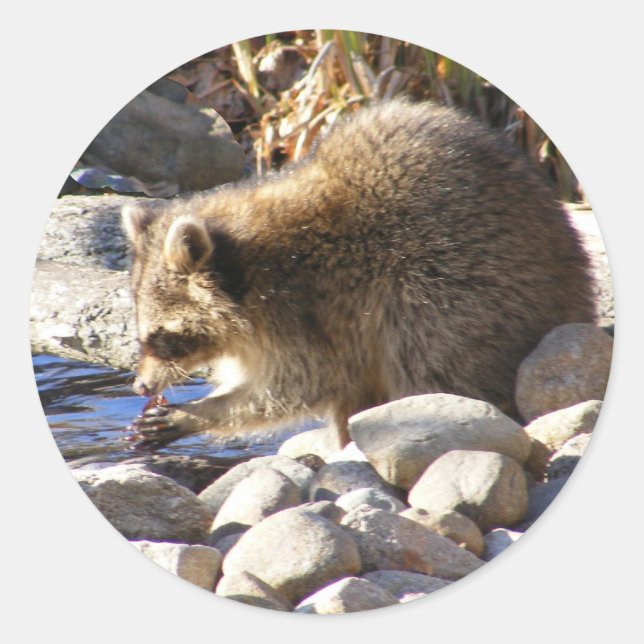 Etiqueta de Winter Raccoon ~ (Frente)