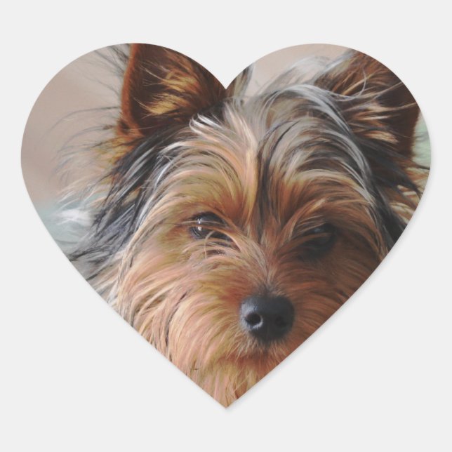 Etiqueta de Yorkie Terrier (Frente)