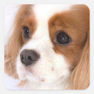 Etiqueta descuidado do Spaniel de rei Charles da