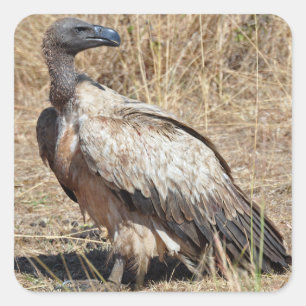 Etiqueta do abutre de Griffon