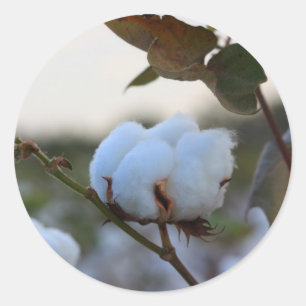 Etiqueta do algodão