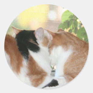 Etiqueta do amor do gatinho