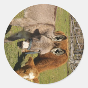 Etiqueta do asno e da vaca