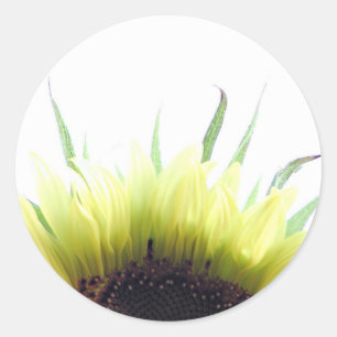 Etiqueta do bom dia do girassol