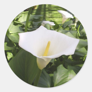 Etiqueta do Calla-Lírio