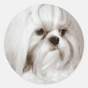Etiqueta do cão de Shih Tzu