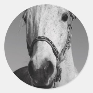 Etiqueta do cavalo branco