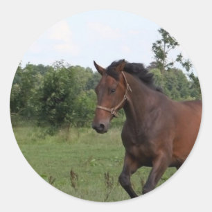 Etiqueta do cavalo de baía