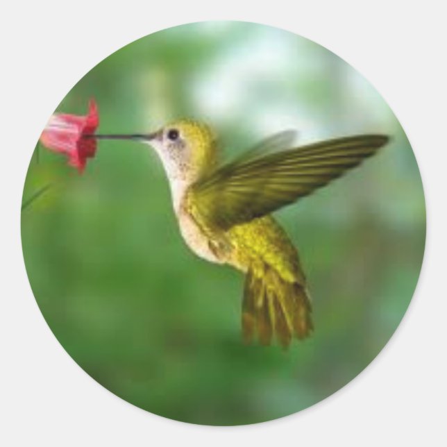 etiqueta do colibri (Frente)