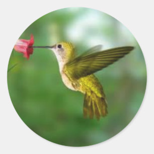 etiqueta do colibri