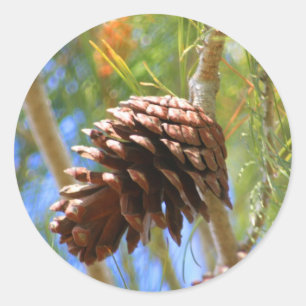 Etiqueta do cone do pinho