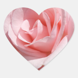 Etiqueta do coração da flor do rosa do rosa