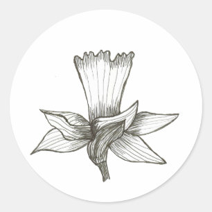Etiqueta do Daffodil