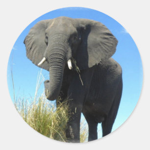 Etiqueta do elefante africano