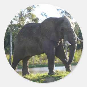 Etiqueta do elefante africano