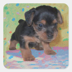 Etiqueta do filhote de cachorro de Yorkie