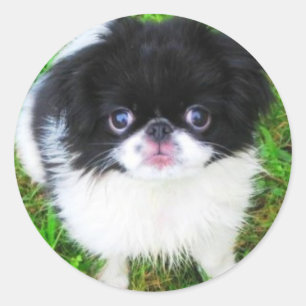 Etiqueta do filhote de cachorro de Yoshi