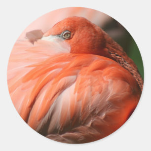 Etiqueta do flamingo