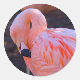 Etiqueta do flamingo