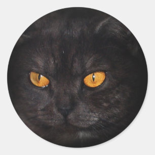 Etiqueta do gato de Venezia