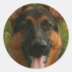 Etiqueta do german shepherd