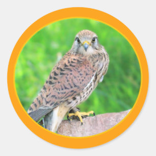 Etiqueta do Kestrel